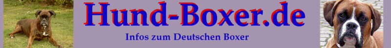 Deutscher Boxer Infos zum Hund