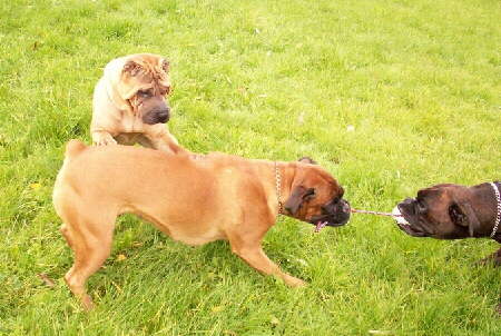 Boxer
