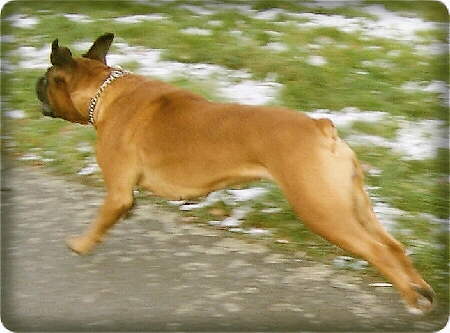 Boxer
