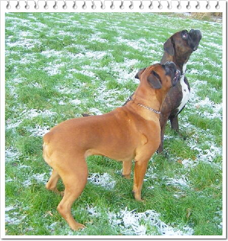 Boxer