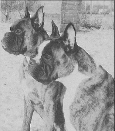 Boxer